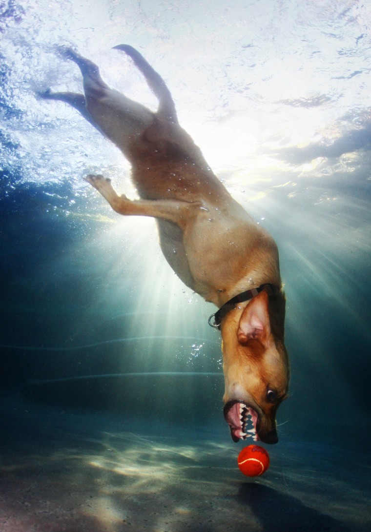 A yellow Labrador retriever fetches a ball at the bottom of the pool.