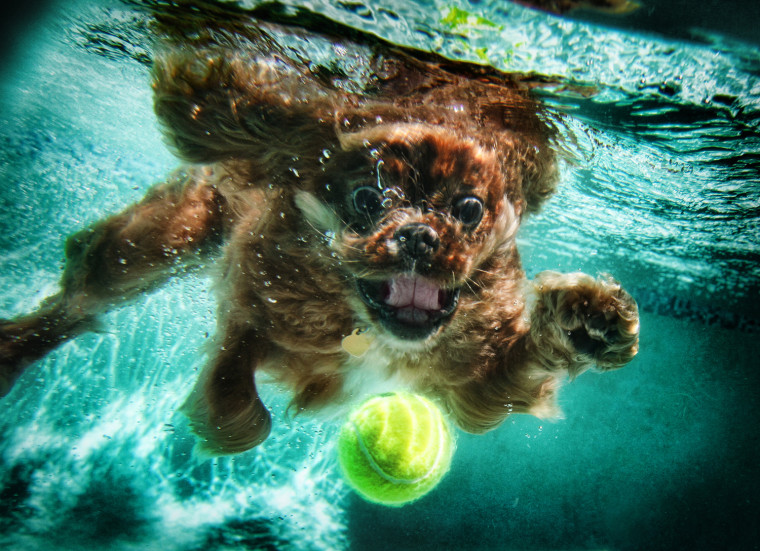 A Cavalier King Charles spaniel pursues a ball underwater.