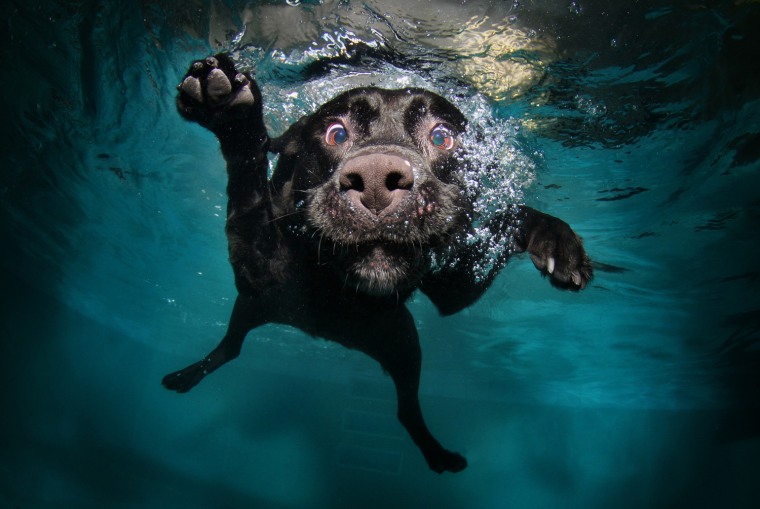 A black Labrador retriever says hello underwater.