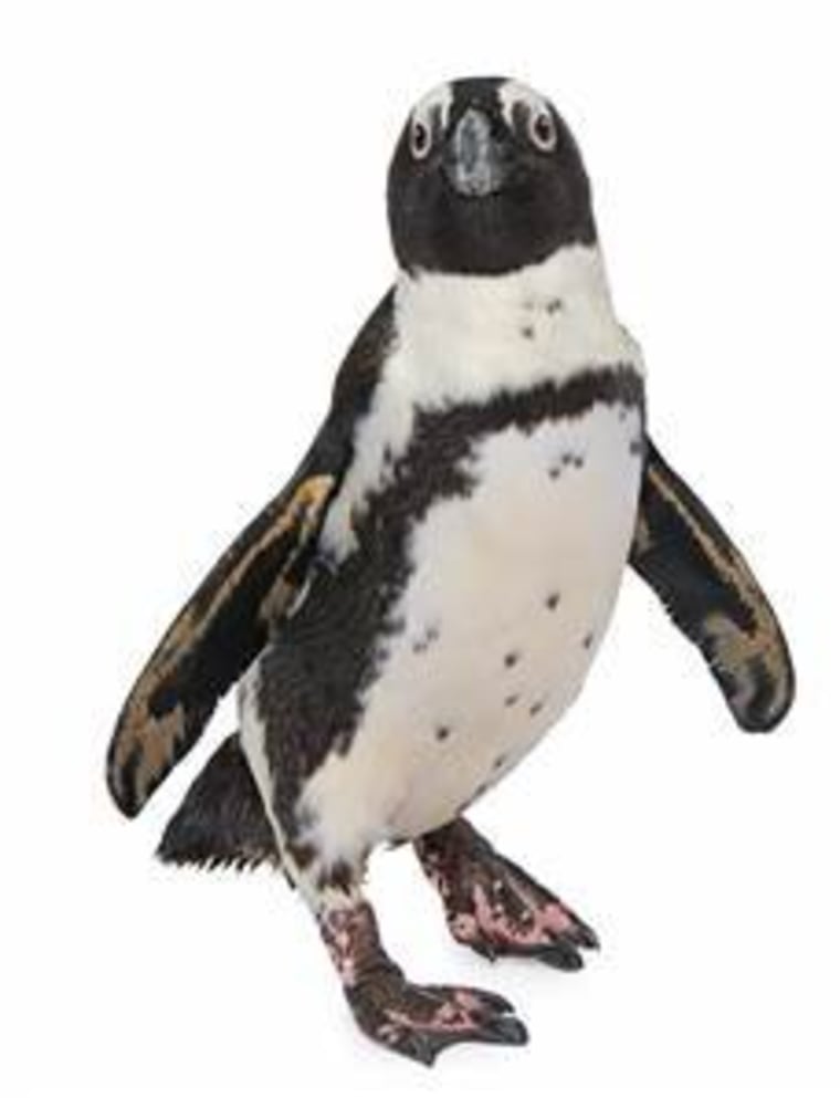 Roast Beef is a 13-year-old male African penguin who has been specially trained to appear at community events.