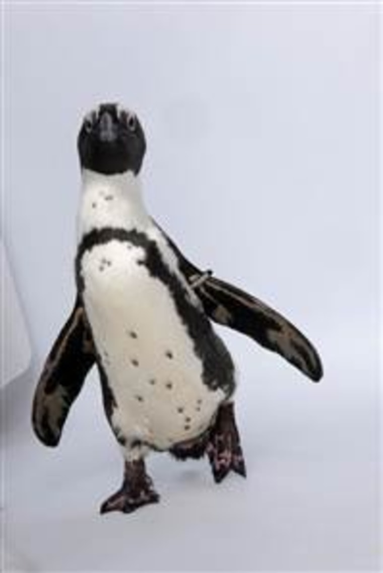 Roast Beef the penguin weighs 5 pounds and tends to captivate onlookers wherever he goes.