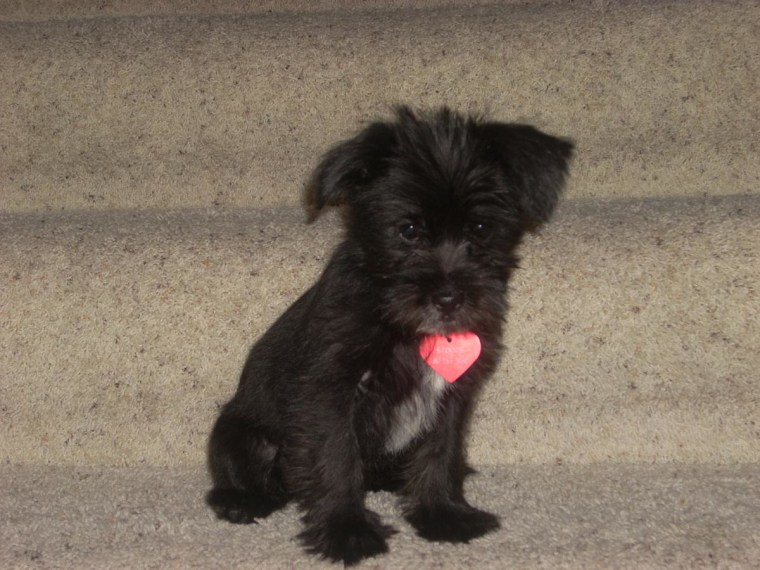 Stoops, 4 months, is a terrier mix her owner Meghan Saunders adopted from a shelter after Stoops' litter was rescued from a ditch when they were just 2 months old.