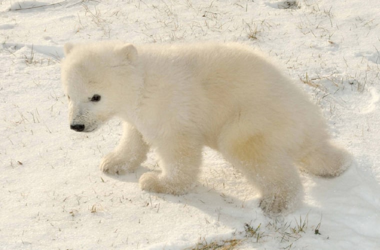 This polar bear cub needs a name. Can you help?