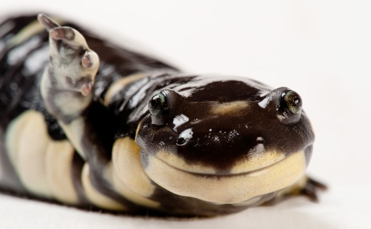 California tiger salamander.