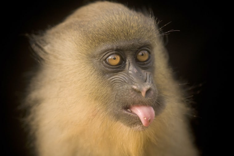 A captive, five-month-old mandrill.