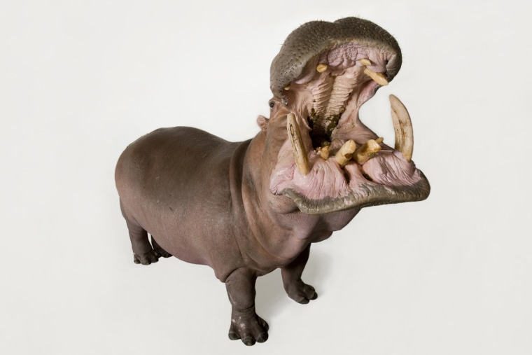 A hippopotamus.