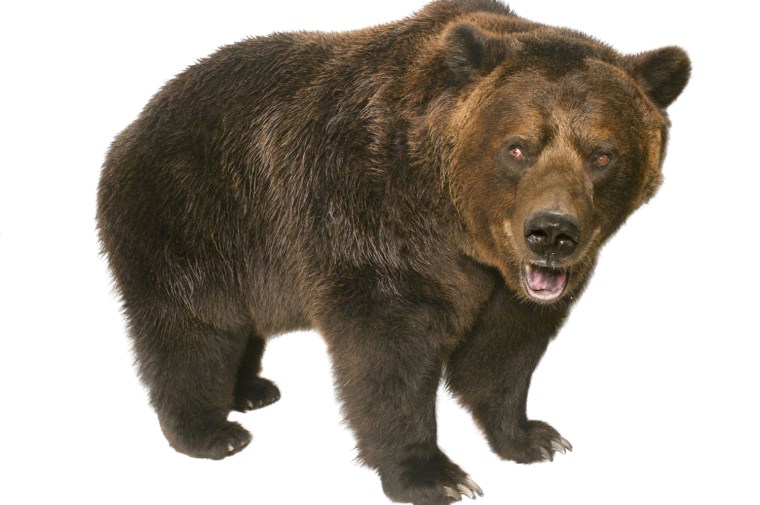 A grizzly bear.