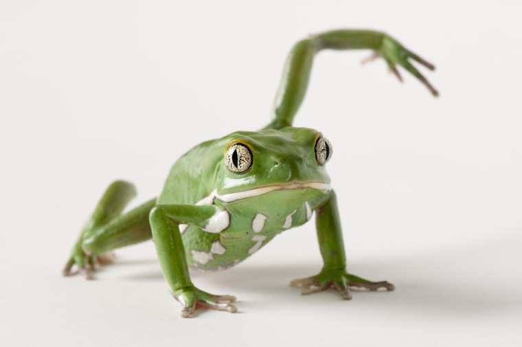 A waxy monkey frog.