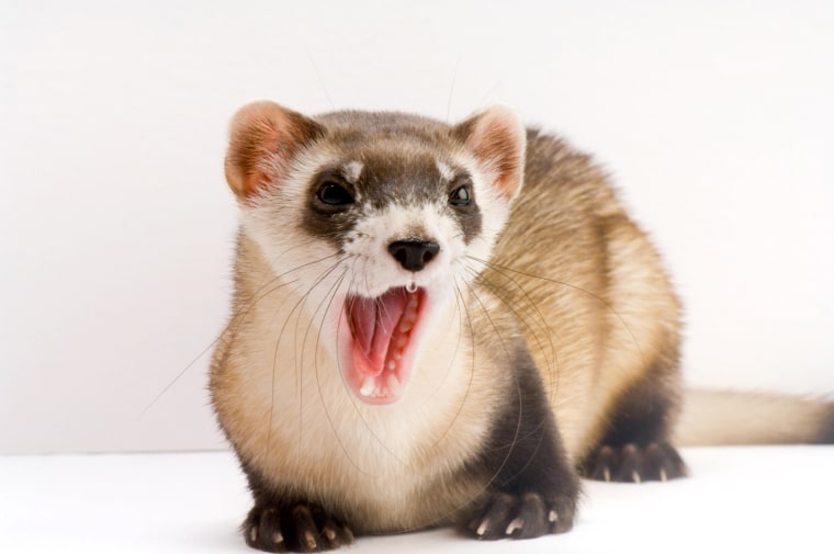 Black-footed ferret.