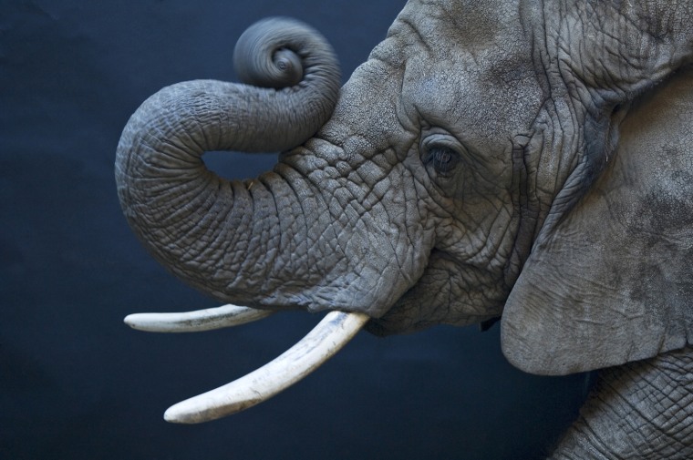 A female African elephant.