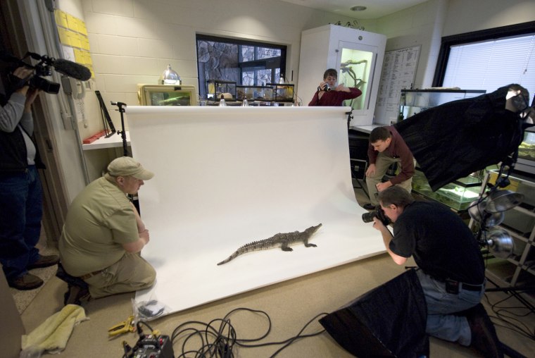 Joel Sartore photographs an American crocodile at the Omaha Zoo.