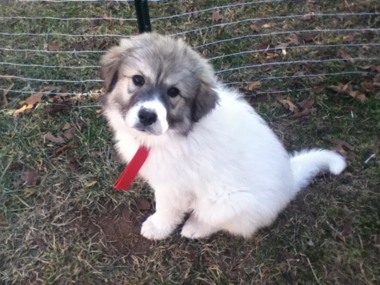 A 10-week-old Great Pyrenees/collie mix.