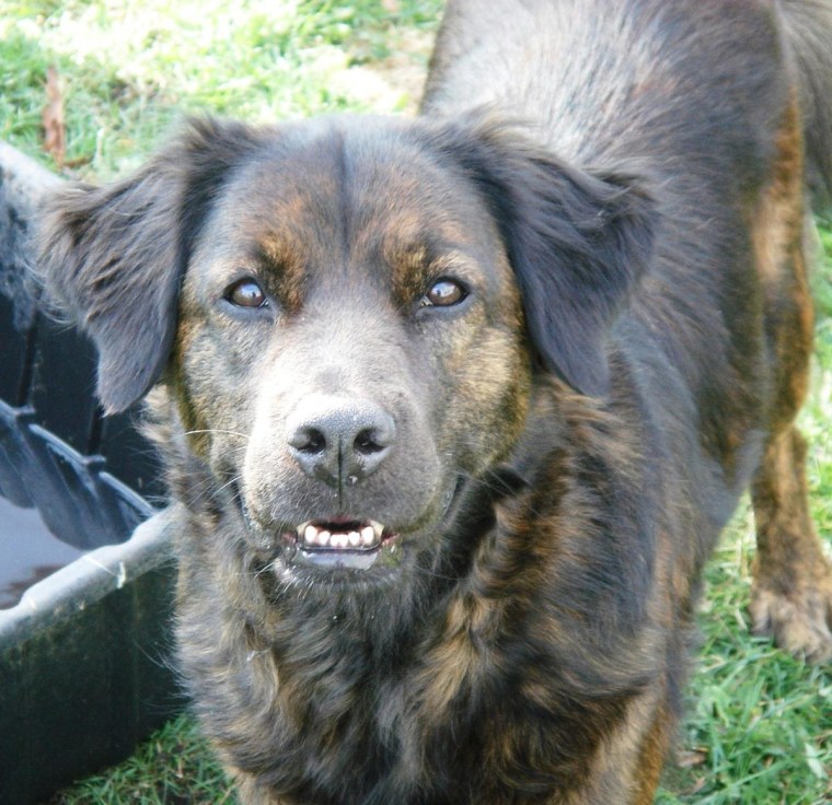 Taz, a German shepherd/Labrador retriever/chow/pit bull mix, passed away in March of 2010.