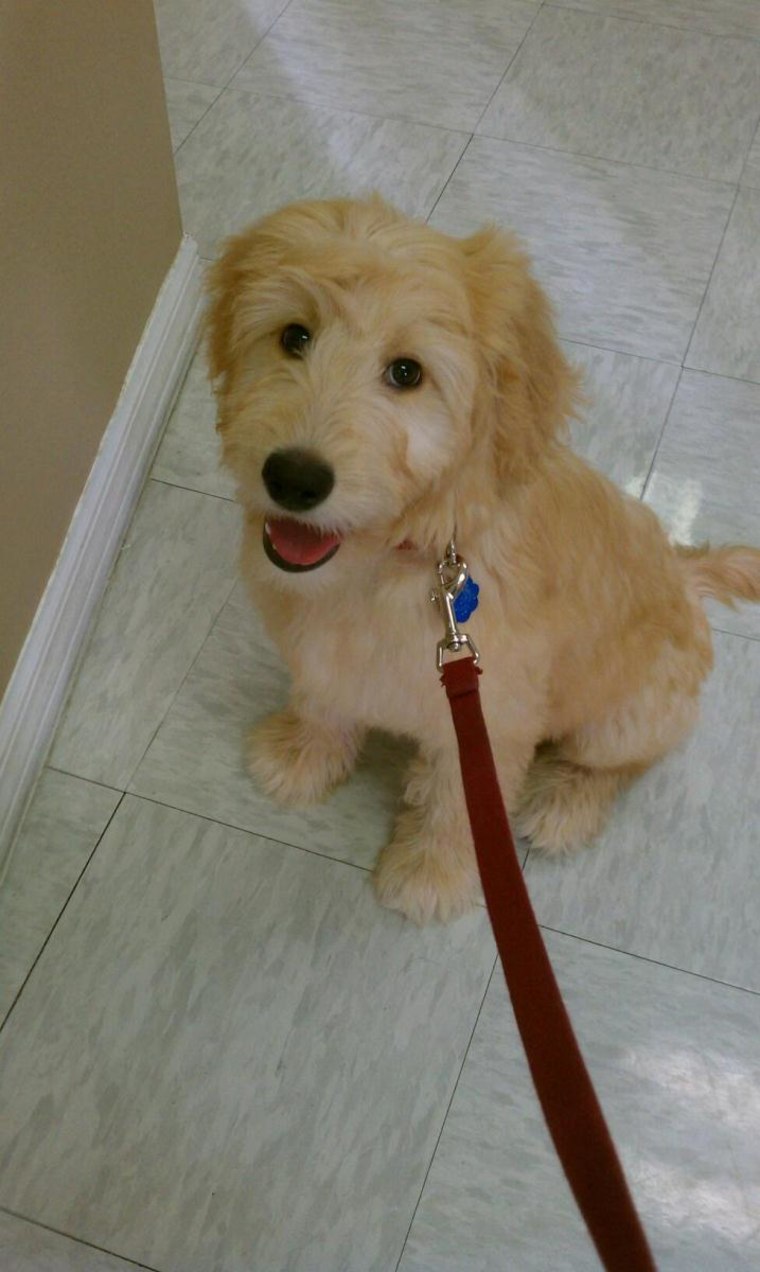 Abby, a goldendoodle, is 5 months old. Says owner Kimberly Polacek: