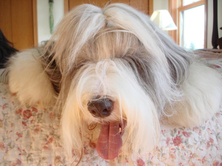 \"The vet said 'Stick out your tongue, Clem' and I did...like this!\"