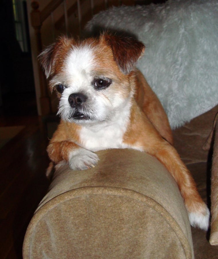 Sophie's father was a pure bred Boston terrier and her mother was a Brussels griffon/shih tzu mix.
