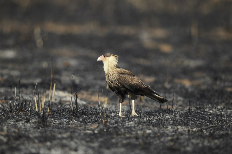 A Southern Crested Caracara stands on burnt farmland after a fire in rural Brazil, Sept. 3.