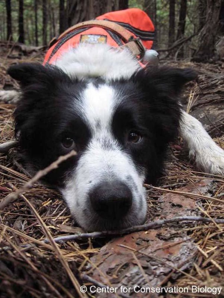 Frehley the rescue dog has developed quite the nose for salamanders in need. He and other