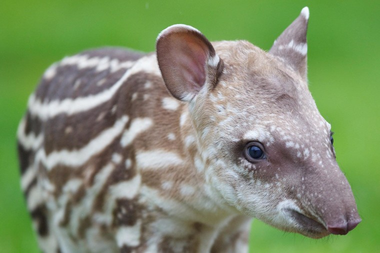 Just look at that face! The Dublin Zoo is celebrating the birth of this baby tapir.