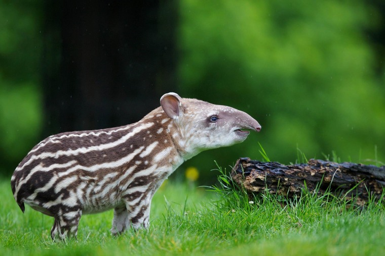 This calf will lose its white stripes and spots when he gets older.