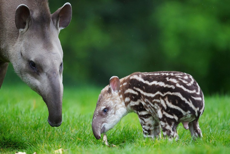 The short trunk on tapirs is used to grab branches and leaves as well as help them pluck fruit.