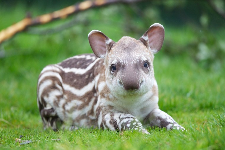 Tapirs are nocturnal mammals native to the tropics of South and Central America.