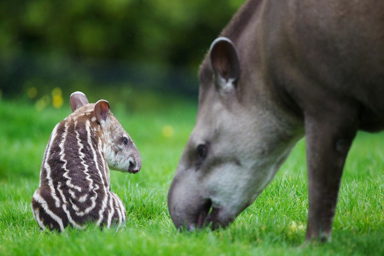 This little guy will one day have a coat that looks more like mom and dad's after he loses his white spots and stripes.