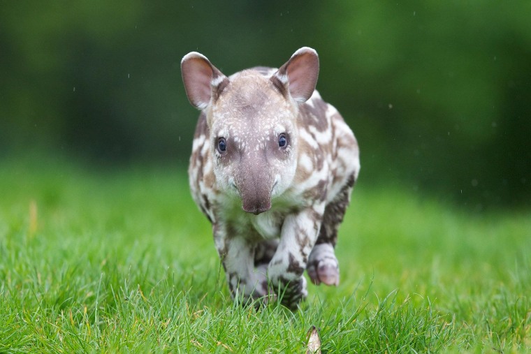 Watch out! The male calf goes for a run at the Dublin Zoo.