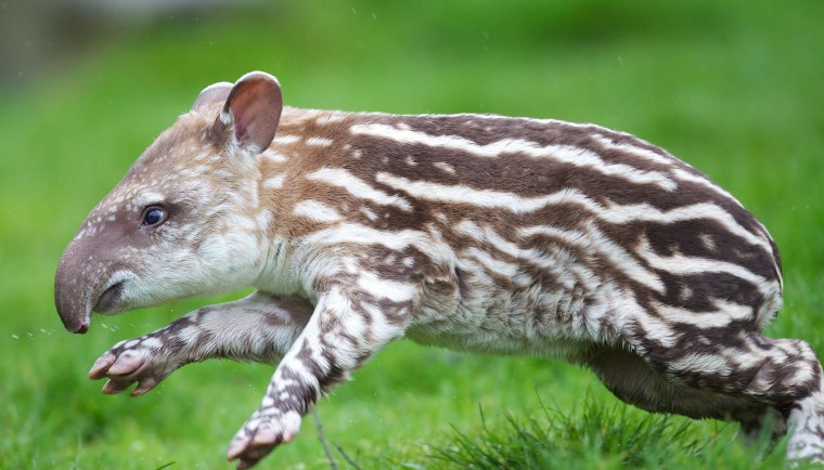 Tapir in action: Nothing can stop this calf from exploring his surroundings!