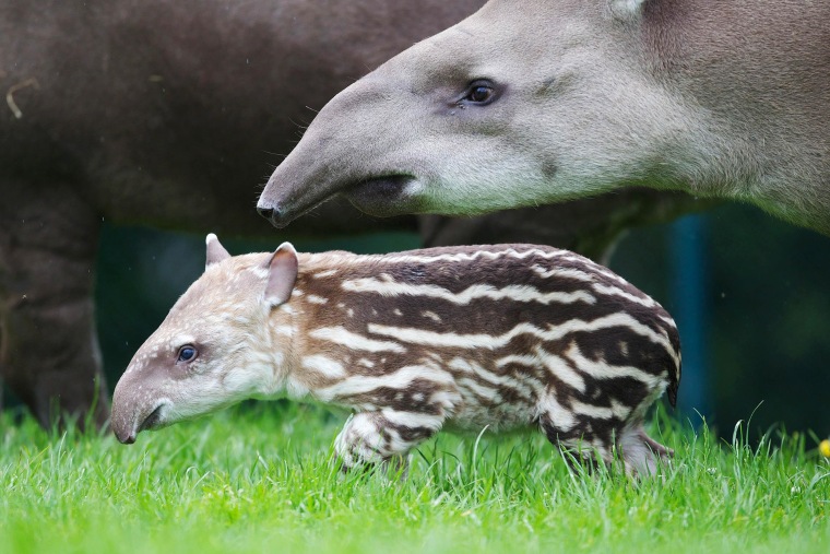 Tapirs are excellent swimmers and can dive to feed on aquatic plants.