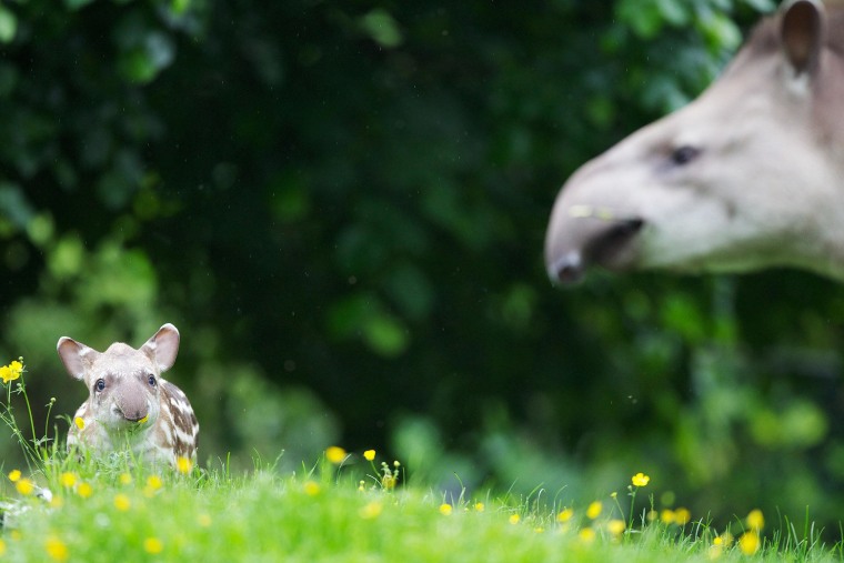 Snack break: Tapirs feed in the mornings and evenings.