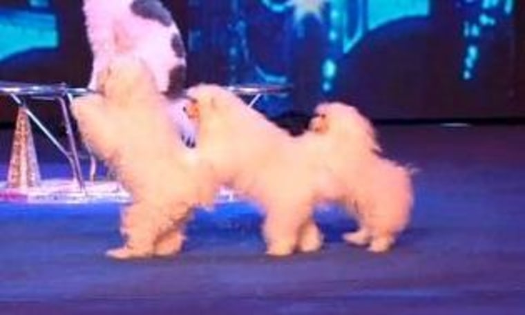 The Olate Dogs stole the show during the second part of the \"America's Got Talent\" semifinals, at least as far as judge Howard Stern is concerned.