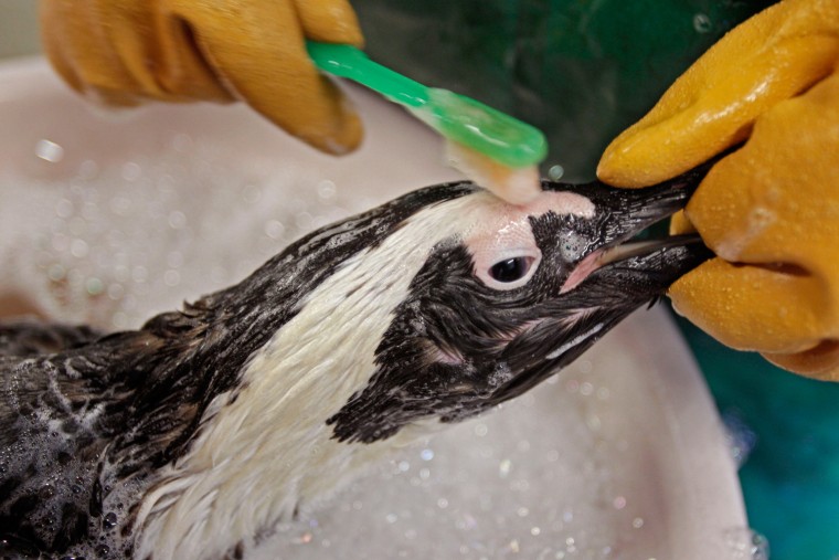 An African penguin is washed with a toothbrush by staff at the South African Foundation for the Conservation of Coastal Birds (SANCCOB) after it was found covered in oil on Robben Island near Cape Town, South Africa, Sept. 5.
