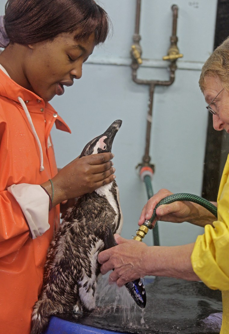 An African penguin is washed by staff at the SANCCOB.