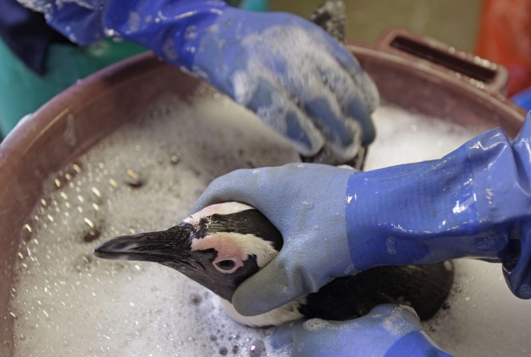 An African penguin is washed by staff at SANCCOB.