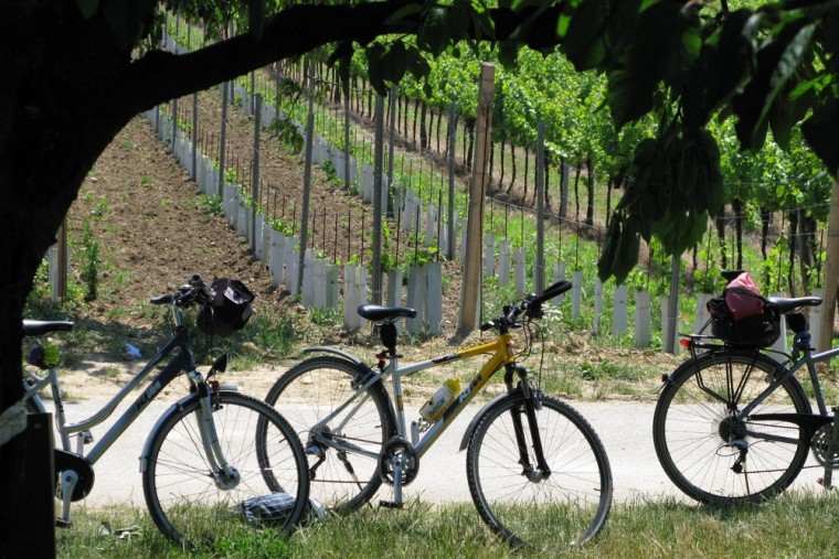 In Burgenland, Austria's easternmost region, the sun shines more than 300 days a year, making it ideal for grapes and cyclists.