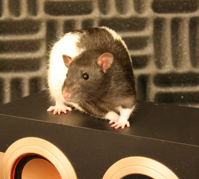 Image of rat on a speaker
