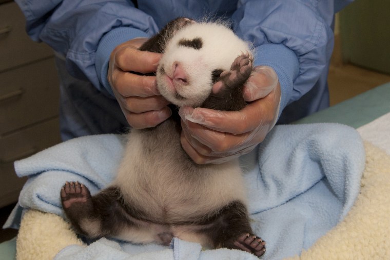 Look at this cutie pie! Veterinarians at the zoo say this panda cub looks very healthy and his ear canals are just beginning to open, though his eyes remain shut.