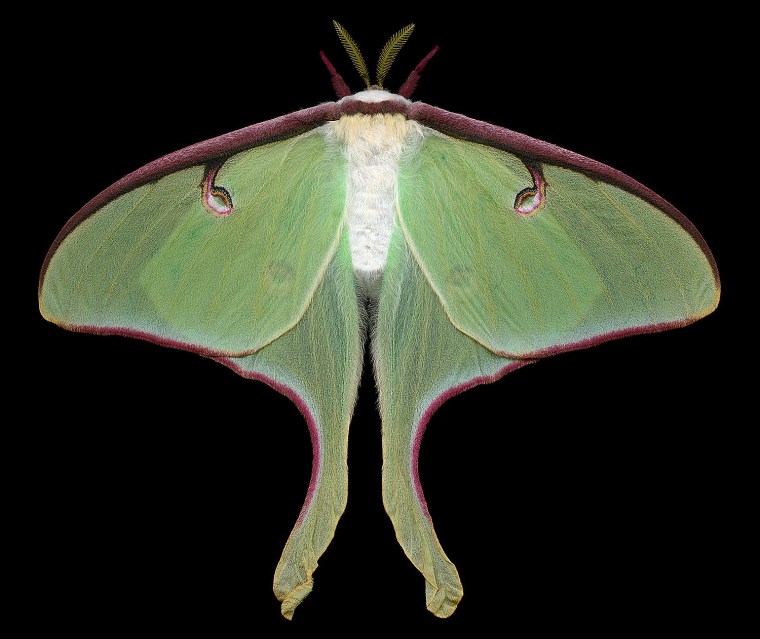 Moth exhibit coming to the American Museum of Natural History