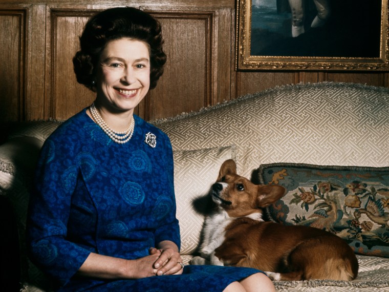The corgi breed of dog has featured strongly amongst the pets of the royal family since 1933. Here is Queen Elizabeth II with one of her corgis at Sandringham, 1970.