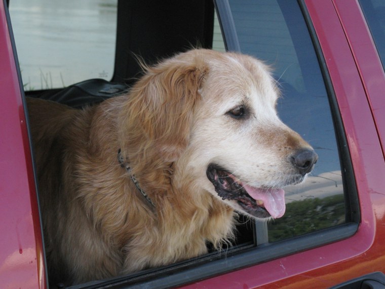 Bob and Lucky, a kind of canine journalist, traveled the country together for stories.