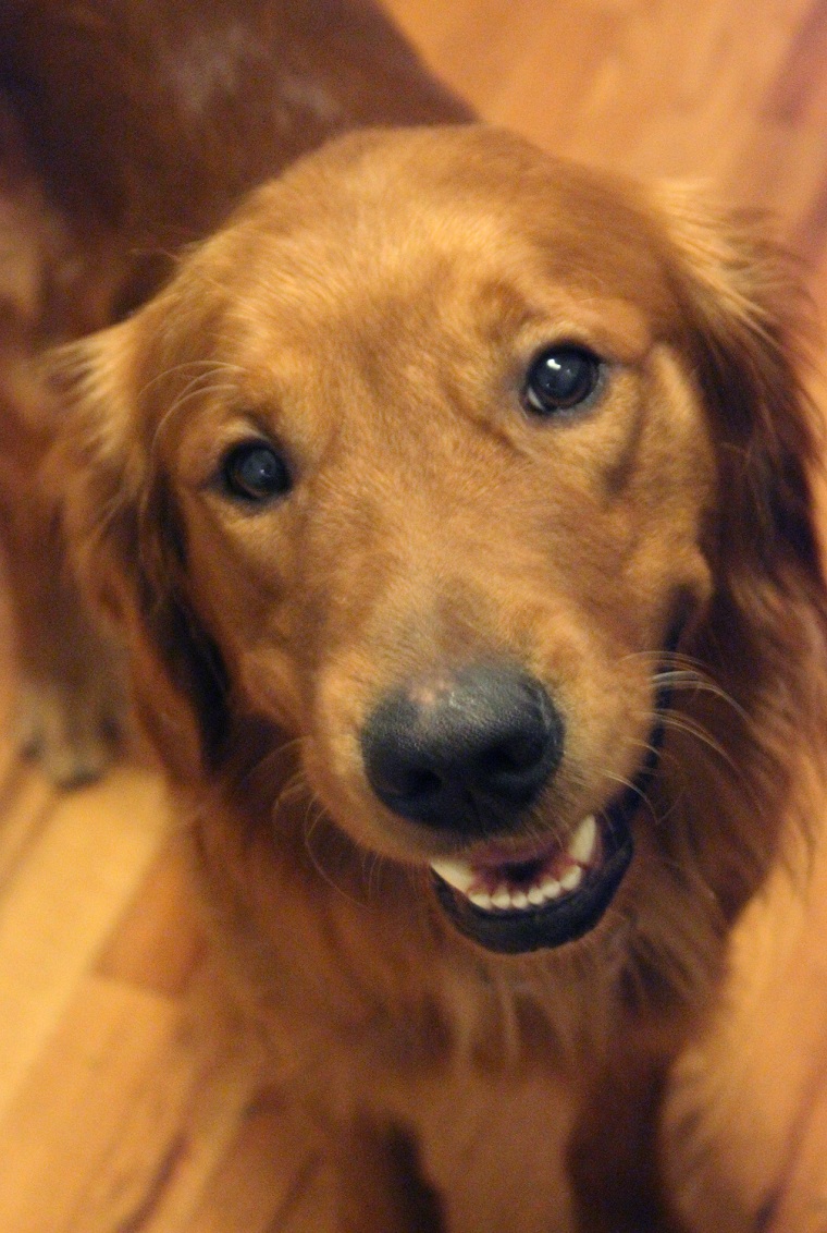 Golden Retriever's Huge Smile as the Sun Shines Through Window Melts Hearts