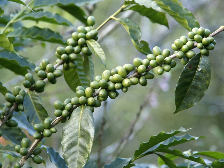 Extract from green coffee beans is all the rage for weight loss.