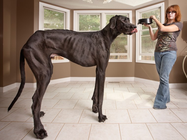 A handout picture released by Guinness World Records taken on Nov. 3, 2011 shows 3-year-old Great Dane called Zeus from Otsego, Mich.