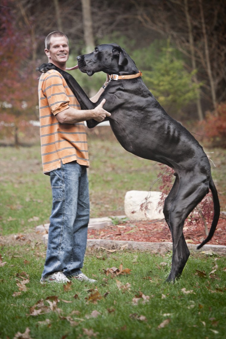 Yup, that's the world's tallest dog -- imagine telling him to heel!