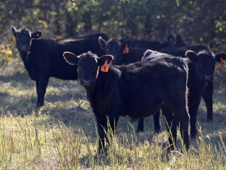 File photo of cattle