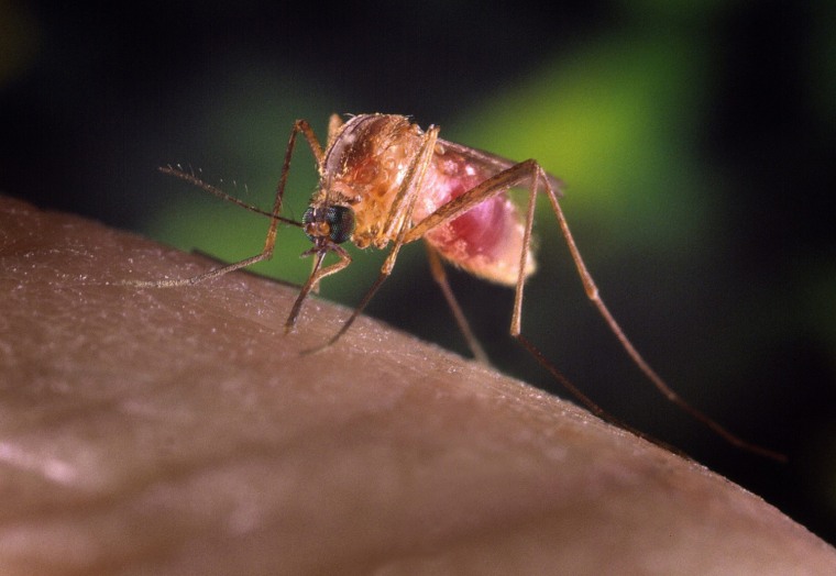A Culex quinquefaciatus female mosquito feeds on human blood. This species is a known vector for West Nile Virus.