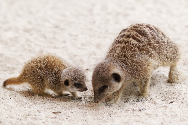 Meerkats belong to the mongoose family and live all over southern Africa, including the Kalahari Desert in Botswana, the Namib Desert in Namibia, southwestern Angola, and South Africa.