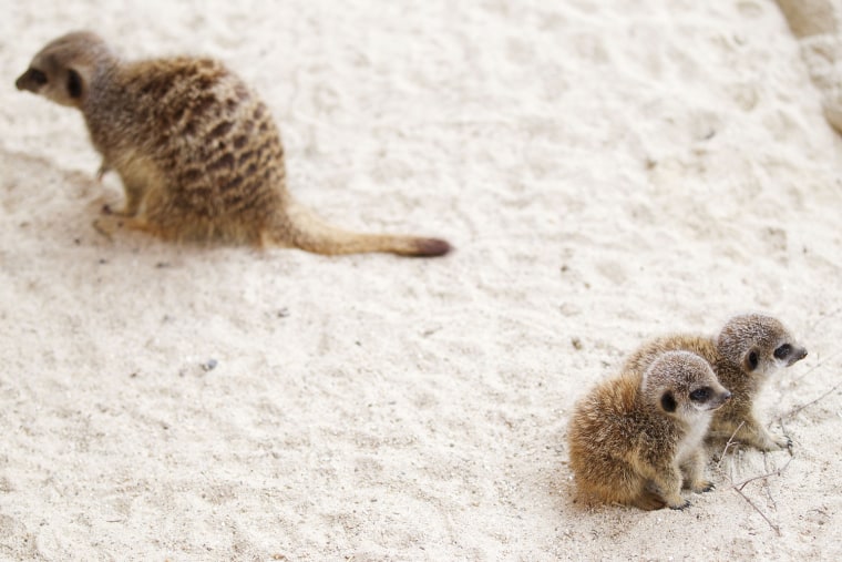 Parents and relatives monitored the secret passages where the pups were hidden and made noise at any signs of danger — a typical practice for meerkats, who usually choose a guard to alert the colony should there be a potential predator lurking around.