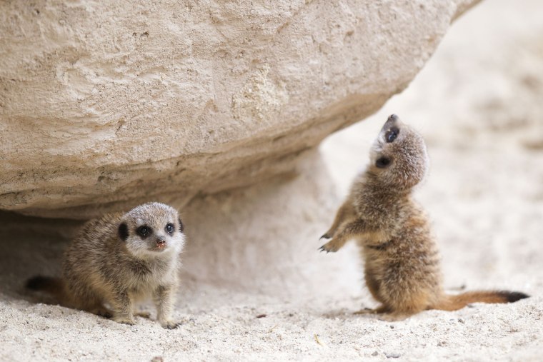 Two meerkat pups were born into a family of four (one male and three females) in July at the Dublin Zoo. They've only just left their burrows, as mom and dad kept them safely out of sight for the first couple of months, according to a statement from the zoo.